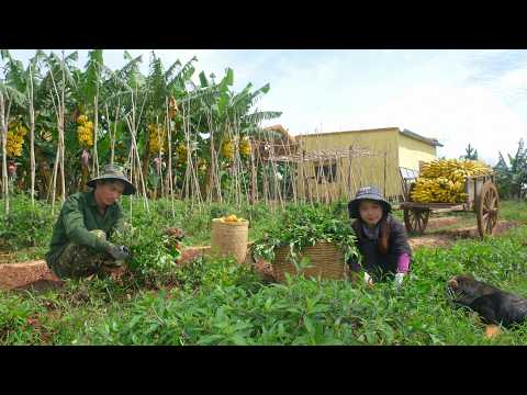 Harvest Wild Vegetables, Banana With My Brother To Sell At The Market – Peaceful Life On The Farm