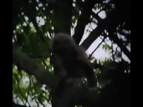 Baby Eastern Screech Owl Swallows A Mouse Whole