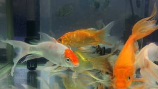 Veiltail Goldfish and Koi crap fish