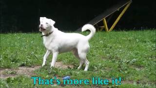 Dogs Trust Merseyside - Blue