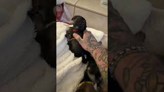 #iwannabeyours #lifeisbutadream #motivation #puppyvideos #happypup #youtubeshorts 7 weeks old
