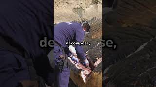 Why dead Whales Explode