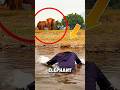 This Elephant Rushed To Save The Girl… #animals #elephant #shorts