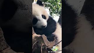 Warning: This Panda May Cause Drowsiness | iPanda #shorts