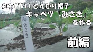 とんがり帽子　キャベツみさきを作る　前編