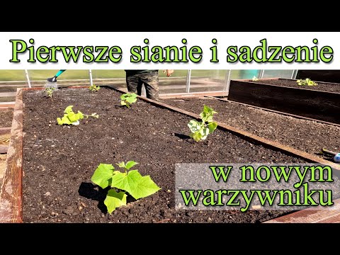 , title : 'Sianie i sadzenie warzyw w czerwcu. Pierwsze nasadzenia w nowym warzywniku - Warzywnik 5'