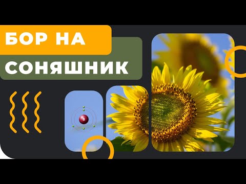Бор на подсолнечник