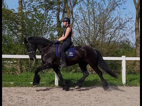 Stal Okkema's Yoep - Norbert x Lolke - gelding - 2015 - 170m