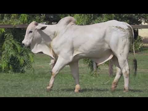 NELORE MANDY - 567 PO - GSGJ  567