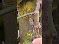 How do beekeepers set up an apiary?