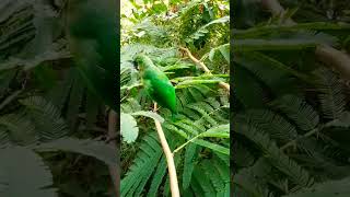 Download lagu Cucak ijo gacor di aviary #cucakhijaugacor mp3 Download lagu Cucak ijo gacor di aviary #cucakhijaugacor mp3