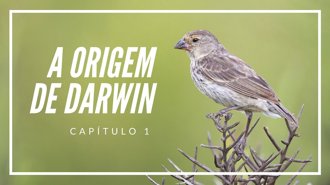A origem de Darwin | Filosofia das Origens #1
