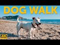 LIVE Adriatic Dog Beach Walk Nature Sounds For Dogs Left Alone 4K TV Stream Dogtv