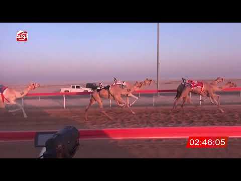  ش 5 دخول جماعي 4:47:00 ، مهرجان العين 2026/07/07 لقايا الوقن