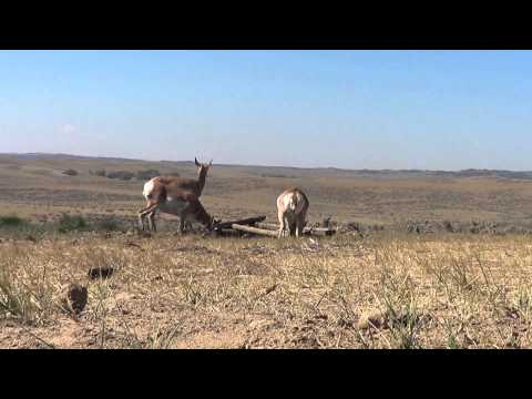 michaels-antelope-hunt-3