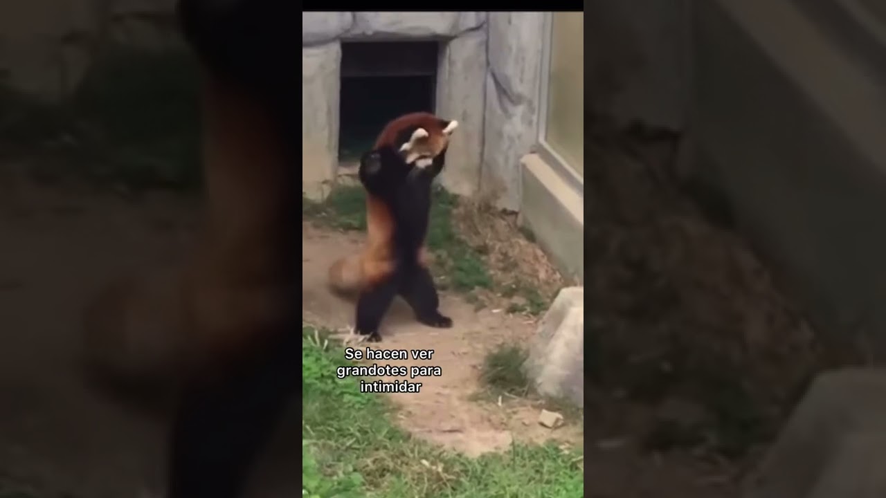  Cu ntos Pandas Rojos Hay En El Mundo En 2020 LIB ASK