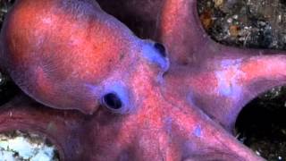 Download lagu Slippery fish by chase Campbell mp3