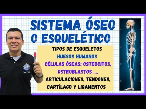 SISTEMA OSEO O ESQUELETICO.  HUESOS DEL CUERPO HUMANO, FUNCIONES, TEJIDOS OSEOS, ARTICUL, LIGAMEN..