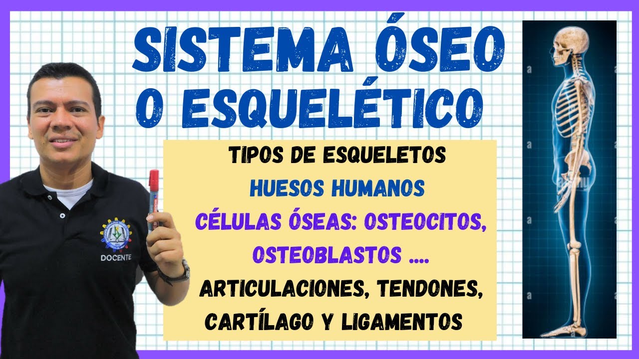 SISTEMA OSEO O ESQUELETICO.  HUESOS DEL CUERPO HUMANO, FUNCIONES, TEJIDOS OSEOS, ARTICUL, LIGAMEN..