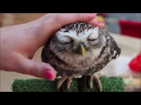 Il gufo è davvero tenerissimo e si rilassa con le carezze