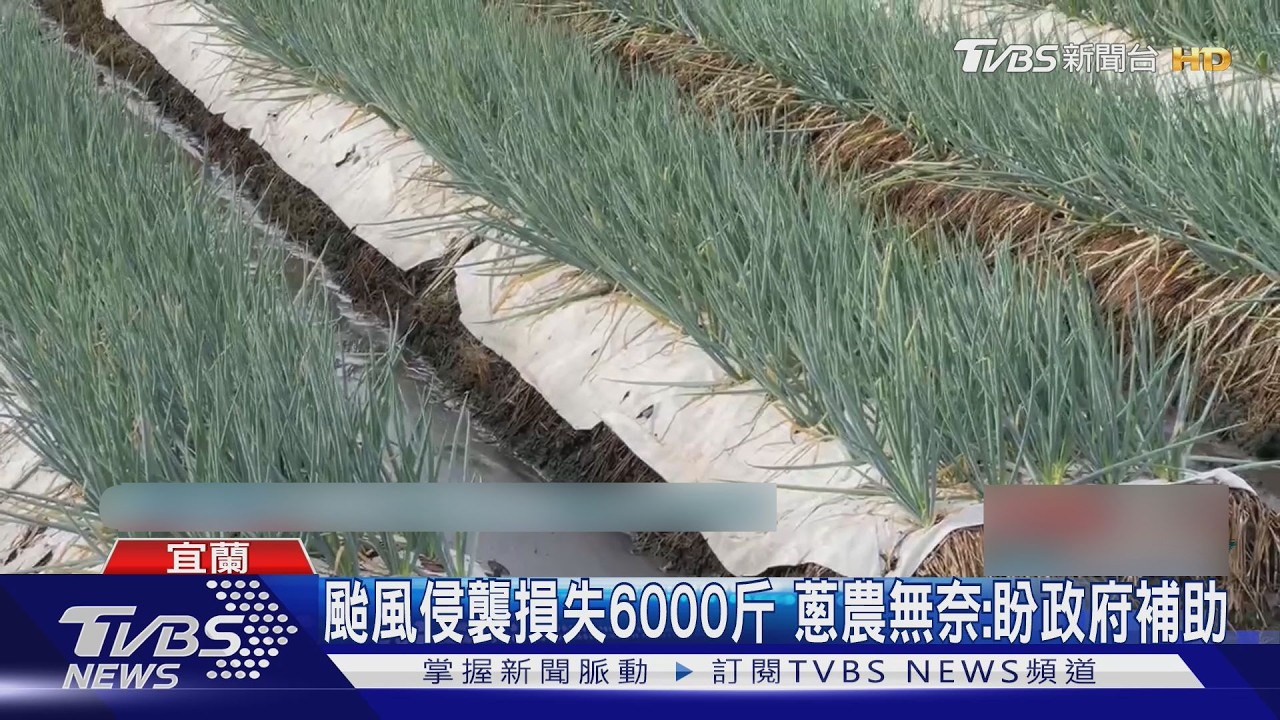 影音／薔琵颱風重創三星蔥田！蔥農損失6000斤　菜價暴跌四成欲哭無淚