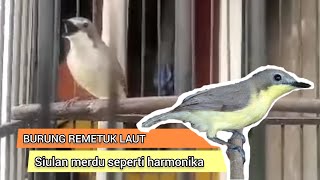 Download lagu Burung Remetuk Laut, Si Mungil Bersuara Merdu mp3 Download lagu Burung Remetuk Laut, Si Mungil Bersuara Merdu mp3