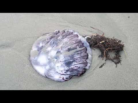 Alien Jellyfish invasion on the Brookings Beach! Help!