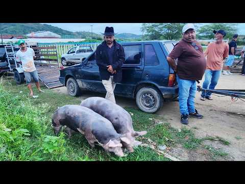 FEIRA DE SUÍNOS EM CUPIRA-PE   03-04-2026  #nordeste