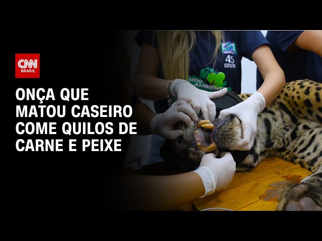 Onça que matou caseiro devora quilos de carne e peixe: “Só deixou a cabeça” | LIVE CNN