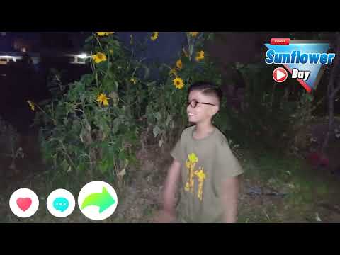 Fawaz likes a sunflowers