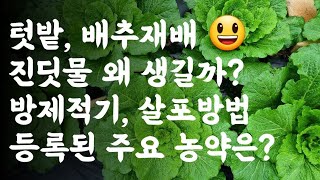 배추, 진딧물 왜 생길까? / 방제 적기 및 살포방법? 등록된 진딧물 농약은?