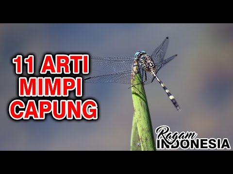 11 arti mimpi capung menurut primbon jawa #ragamindonesia #artimimpi #tafsirmimpi