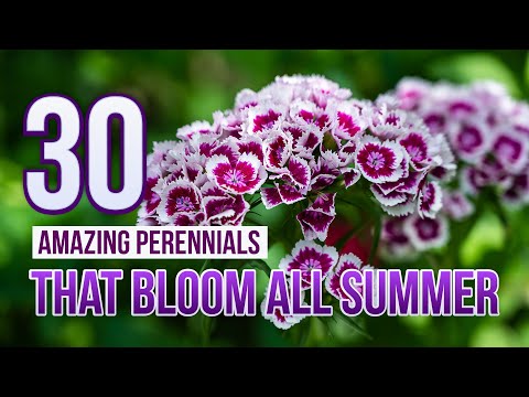 30 Amazing Perennials That Bloom All Summer