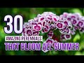 30 Amazing Perennials That Bloom All Summer