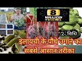 इलायची के पौधे को घर में कैसे उगाएँ How To G