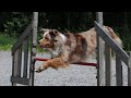 Pekka The Australian Shepherd In Agility Competitions 2
