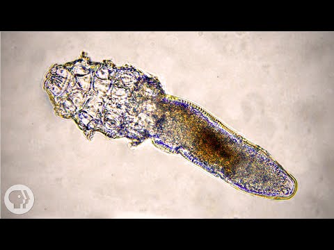 Demodex folliculorum - elää sun naamassa