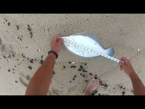 Fluke/Flounder fishing. Amazing action, the bite was ON! NBR Ep  41