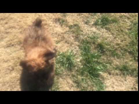 Sweet akc male ready to steal your heart