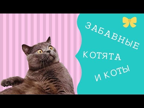 Забавные котята и коты. Полный ржач