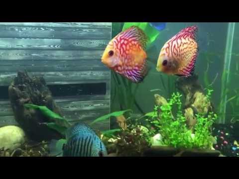 discus and angel fish with planted tank