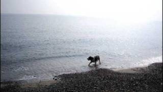 Tracy Chapman - Spring  (Our Bright Future)