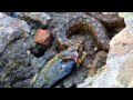 Porcupine Tree - Prepare yourself - Natrix Maura   Viperine Water snake