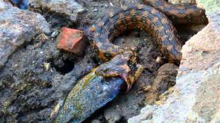 Porcupine Tree - Prepare yourself - Natrix Maura   Viperine Water snake