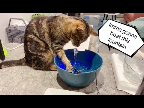 Cat tries to drink from a fountain and fail, splash water everywhere