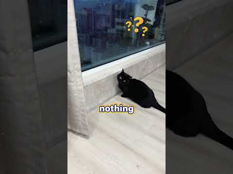 Cat spotted something weird outside the window… it’s secret money! #cat #pets #gata #gatos #funny