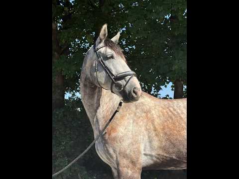 Balouga Blue ☆ (BALOUTAIRE PS x CALIGULA) - Video 2 video thumbnail