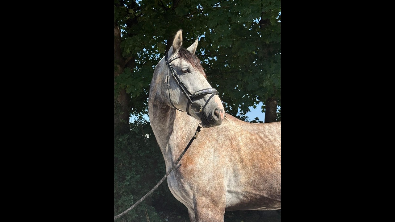 Balouga Blue ☆ (BALOUTAIRE PS x CALIGULA) video 1