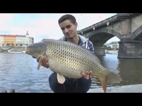 Carp team Exil - Urban fishing in Prague 2014