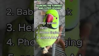 Download lagu 5 Suara Burung Paling Lucu dan Menggemaskan! mp3 Download lagu 5 Suara Burung Paling Lucu dan Menggemaskan! mp3